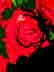 Red-rose-1